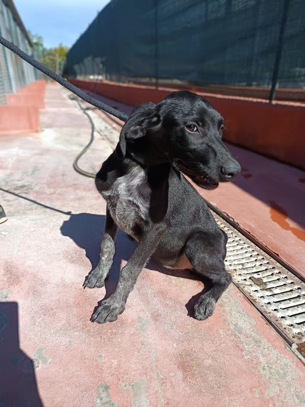 Grace Mix Segugio 4 Mesi